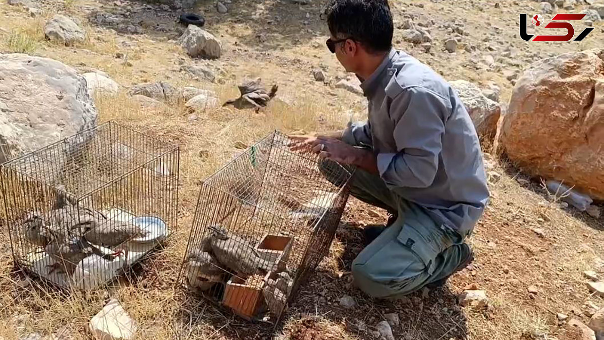 محیط زیست، 14 کبک شکار شده توسط متخلفان را در طبیعت رها کرد