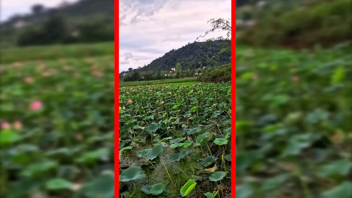 فیلم طبیعت بکر تالاب سوستان لاهیجان