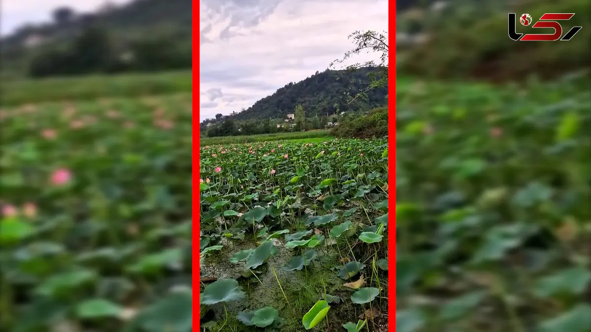 فیلم طبیعت بکر تالاب سوستان لاهیجان