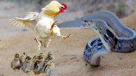 فیلم حیرت آور از مبارزه مرغ و خروس با مار کبری 