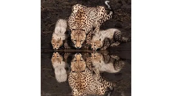 انعکاس عکس یوزپلنگ ها 