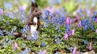 ذوق سنجاب در میان گل‌های وحشی + عکس