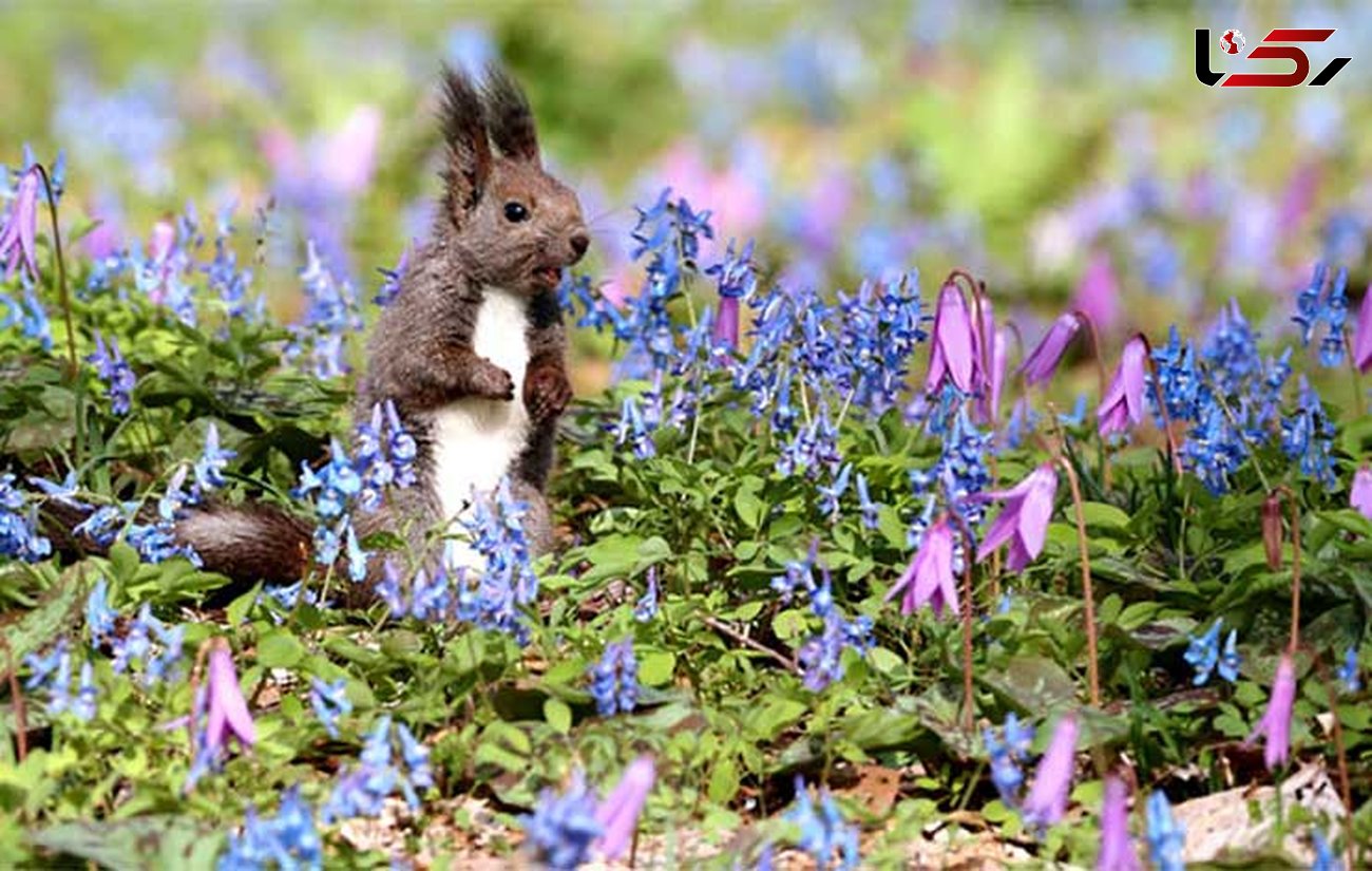 ذوق سنجاب در میان گل‌های وحشی + عکس