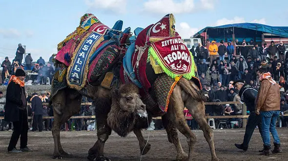 فستیوال کشتی شتری! + فیلم