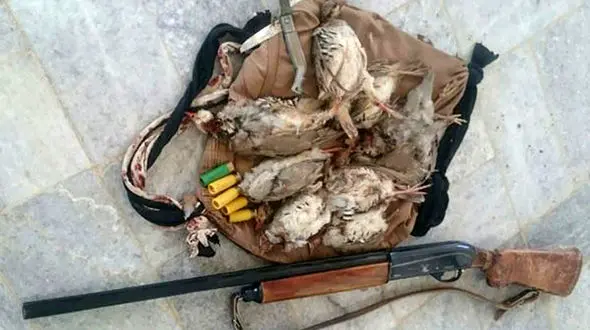 شناسایی 187 عامل حیوان آزاری و خرید و فروش حیات وحش در فضای مجازی