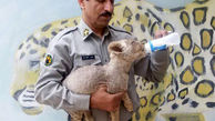 پیدا شدن توله شیر درصندوق عقب یک خودرو درسیستان بلوچستان+عکس