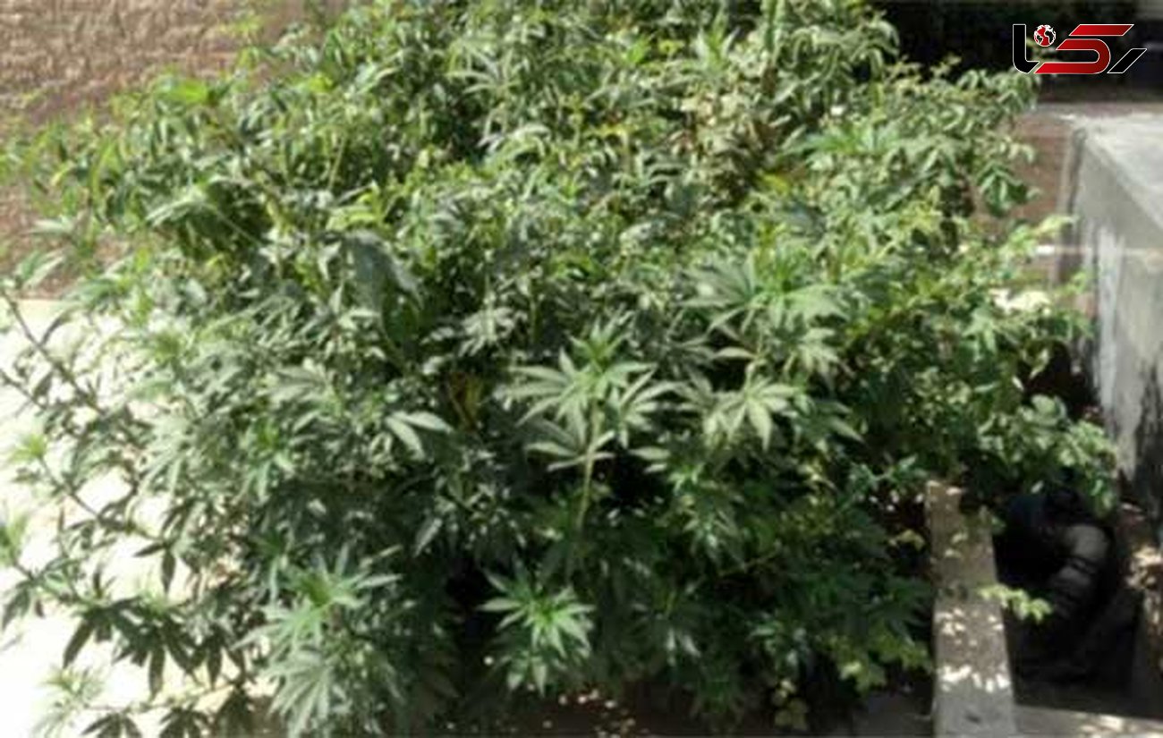 اطلاعات سپاه در ساوجبلاغ 'مزرعه ماریجوانا' توقیف کرد