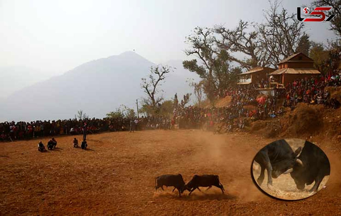 جشنواره گاوها در گاتماندوی نپال