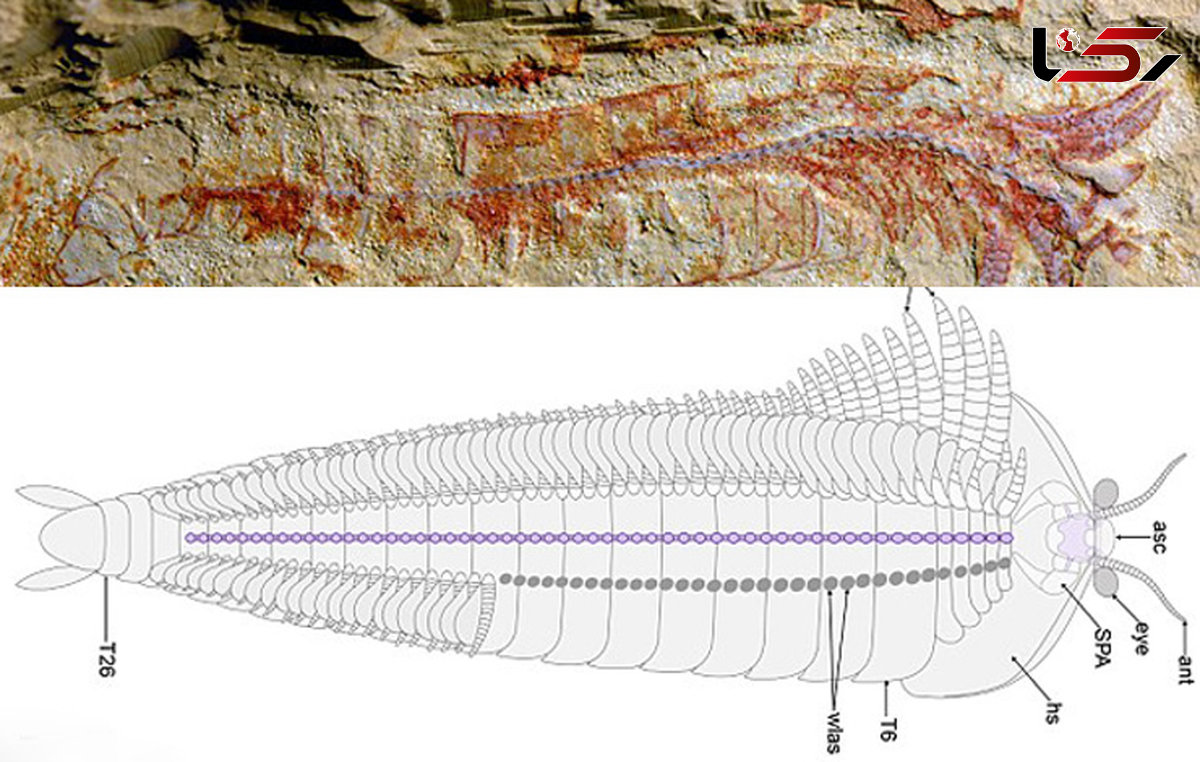 کشف جانوران 520 میلیون سال پیش در دریا
