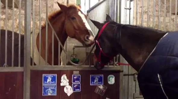 فیلم عجیب از کمک یک اسب به اسب دیگر برای فرار از اسطبل+ تصاویر