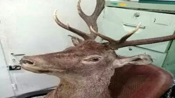 دستگیری شکارچی مرال در آمل