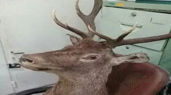 دستگیری شکارچی مرال در آمل