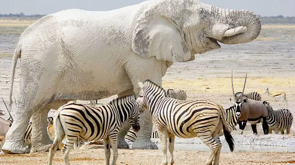 ماسه‌بازی فیل و گورخرها