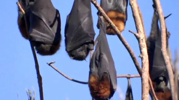 فیلم تسخیر یک شهر از سوی 100 هزار خفاش + تصاویر