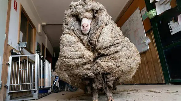 پشمی ترین گوسفند جهان رکورد زد !+ عکس