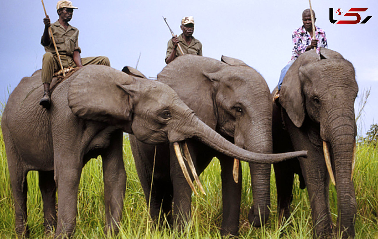 حمله وحشیانه شکارچیان به پارک فیل ها + عکس