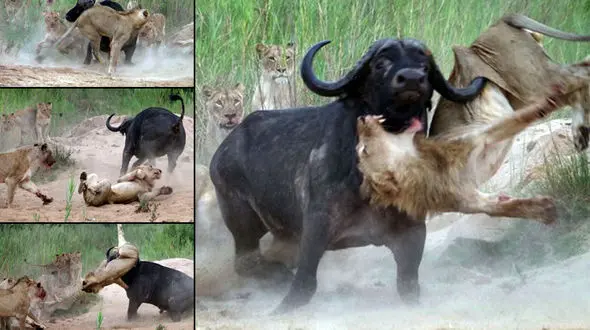 جدال تماشایی بوفالو با 7 شیر گرسنه