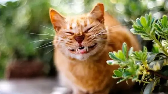 فیلم رفتار عجیب گربه‌‌ها به هنگام وقوع زلزله در ترکیه 