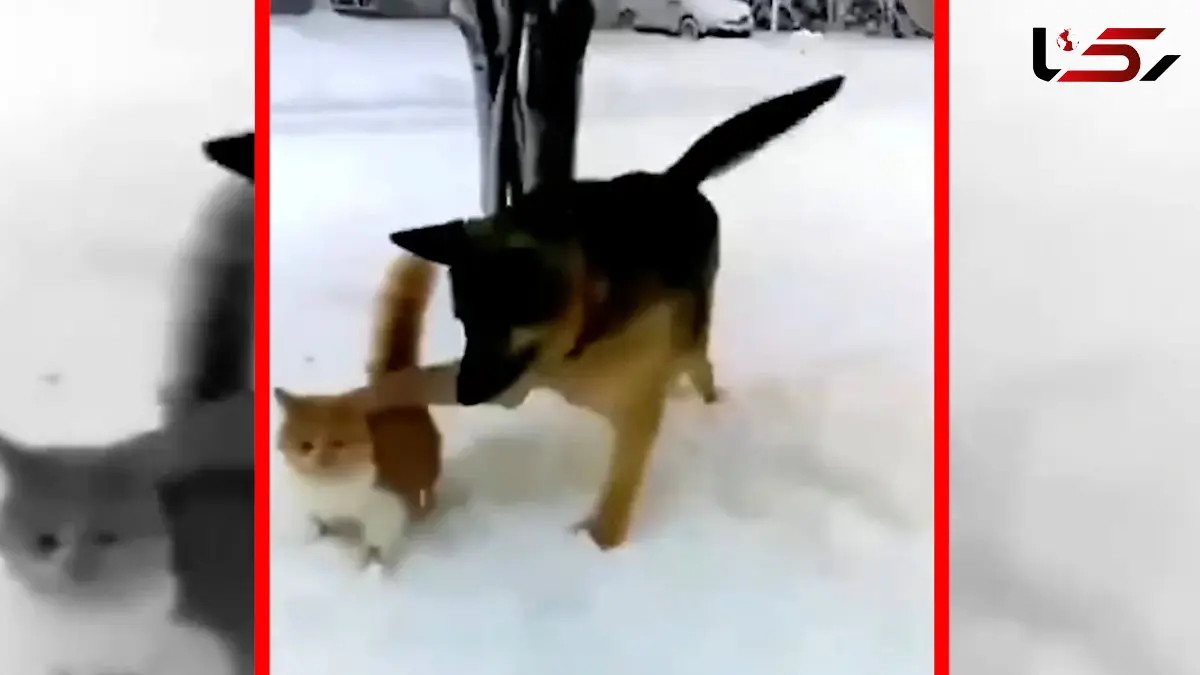 فیلم شوخی های بامزه سگ ها با گربه ها