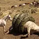 حیات وحش مصنوعی شوکه تان می کند / عملیات نجات مادر اسب از دهان مار غول‌ آسا + فیلم
