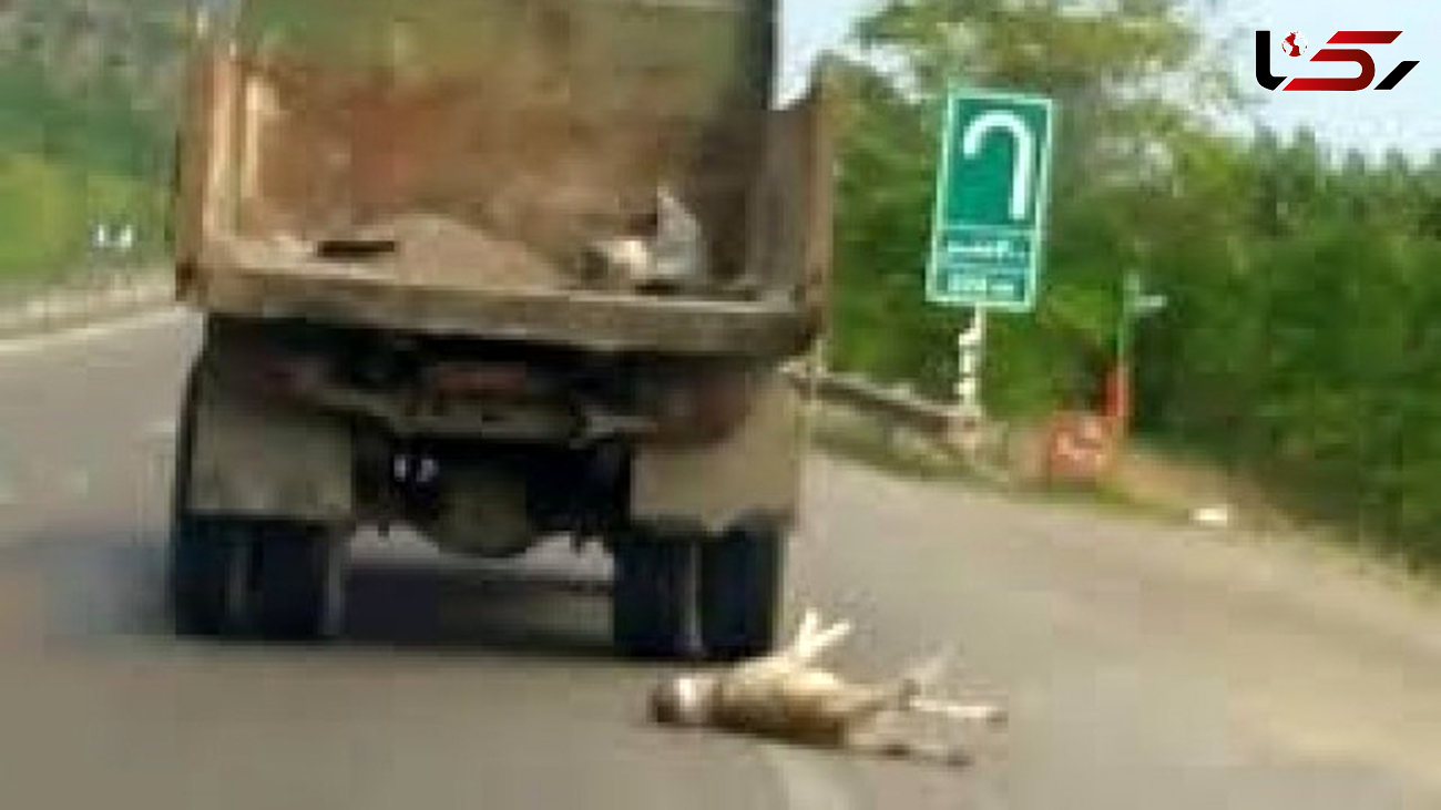 راننده کثیف  سگ را به کامیون بست و در جاده کشید + عکس دردناک