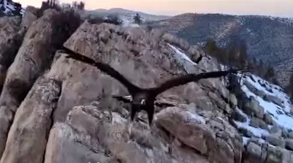 فیلم حمله عقاب به پهپاد در خراسان شمالی