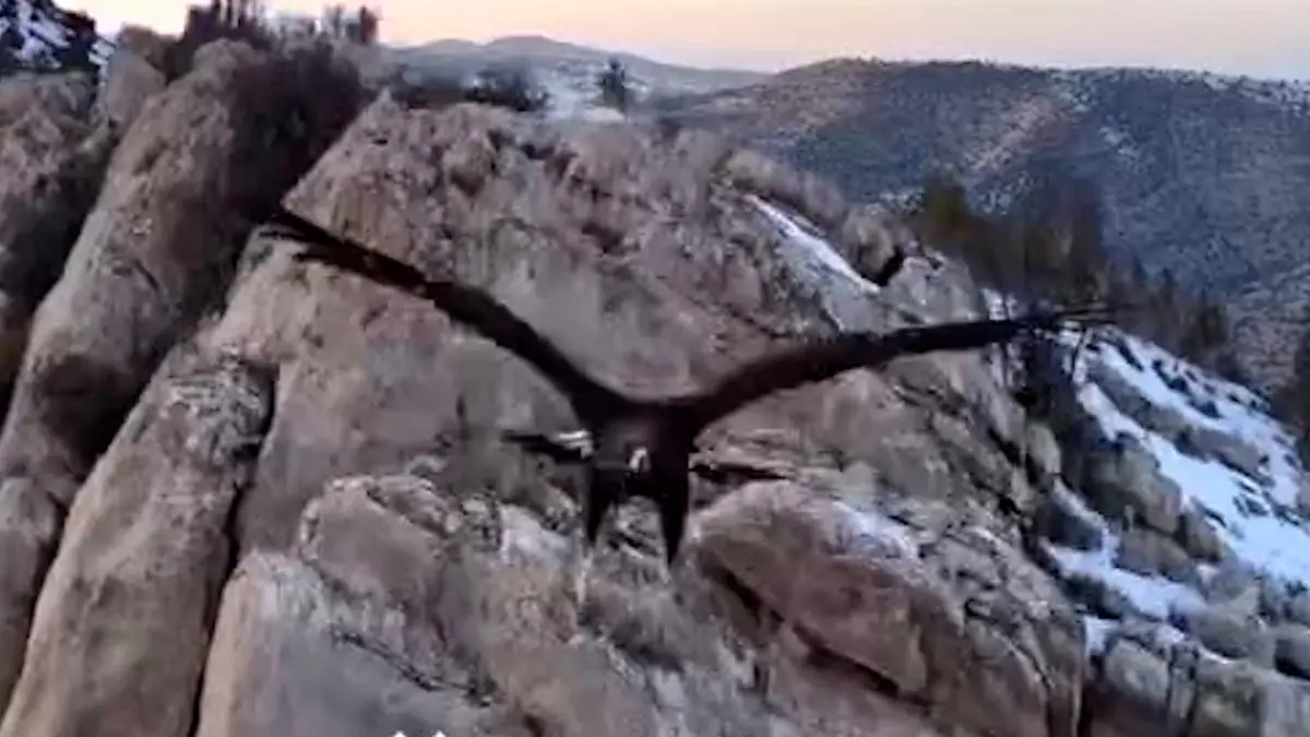 فیلم حمله عقاب به پهپاد در خراسان شمالی