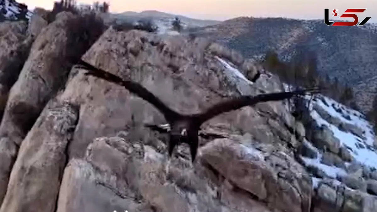 فیلم حمله عقاب به پهپاد در خراسان شمالی