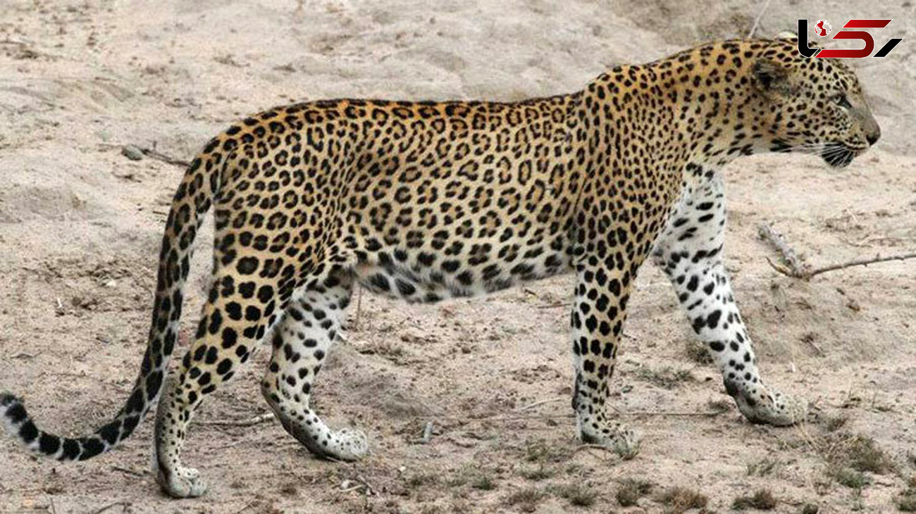 خطر انقراض 7 گونه از حیات وحش آذربایجان غربی