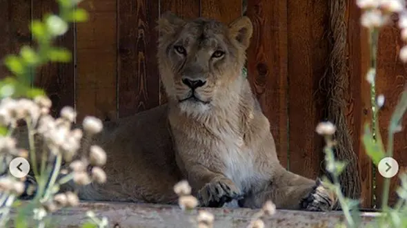 اولین تصاویر از خانم شیر ایرانی در باغ وحش تهران + عکس