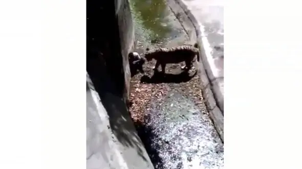 لحظه وحشتناک به دندان گرفتن مرد جوان توسط ببر وحشی+ فیلم