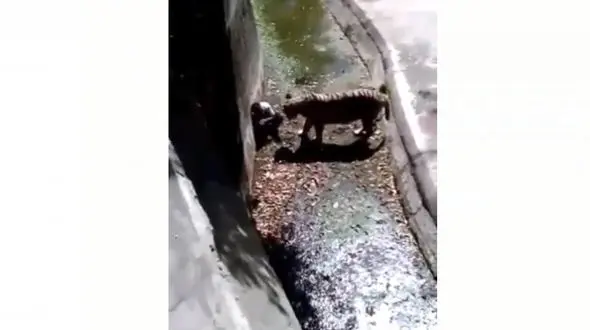 لحظه وحشتناک به دندان گرفتن مرد جوان توسط ببر وحشی+ فیلم