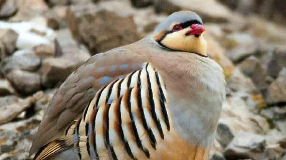 از درگیری بین دو شیر تا شکار شدن مار توسط شاهین