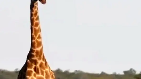 از دوستی زرافه و یوزپلنگ تا خرس قهوه‌ای، نماد قدرتِ خاموش در دل طبیعت