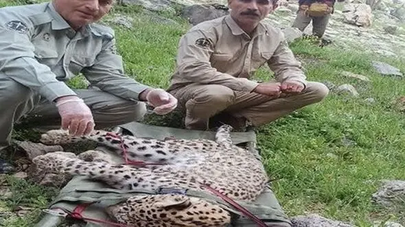 لاشه یک توله پلنگ ماده در منطقه گناوه لری گچساران کشف شد/ پلنگ ایرانی در حال انقراض است