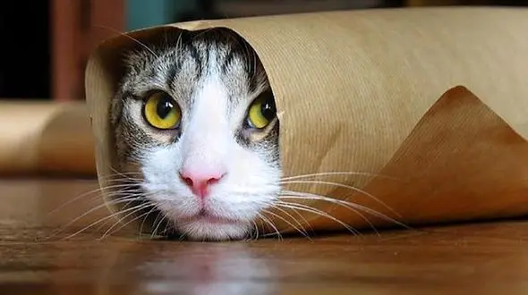 کرونا می‌تواند از انسان به گربه منتقل شود؟