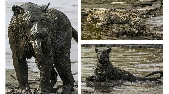 شکار پلنگ سیاه