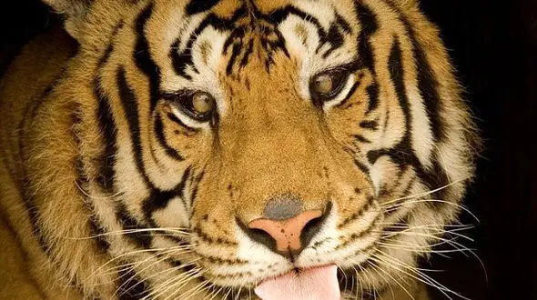 زشت‌ترین ببر جهان را ببیند + فیلم