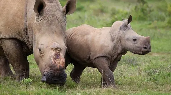 لبخند رضایت بچه کرگدن