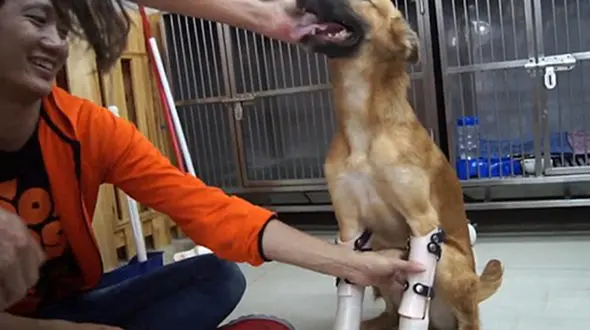 بریدن پاهای سگ بیچاره بخاطر جویدن کفش همسایه +عکس