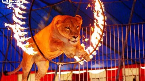 پایان زمان استفاده از حیوانات وحشی در سیرک‌ها