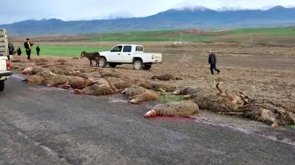 در حال بررسی میزان‌ تلفات‌ دام در سیل هستیم/ مردم هم اطلاع بدهند