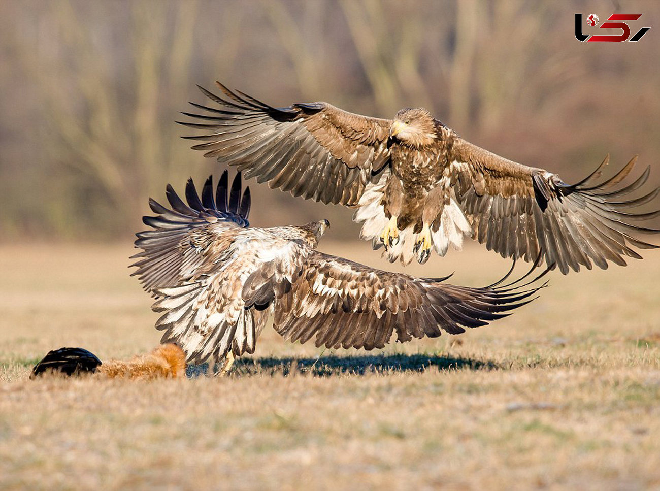 10 عکس شگفت انگیز از جدال عقاب‌های دم سفید