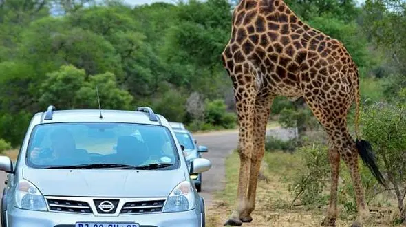 زرافه بی‌سر! + فیلم