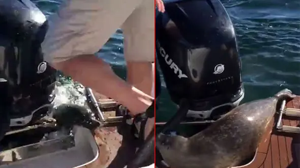 فیلم شگفت انگیز از فرار فک خوش شانس از دست نهنگ های قاتل+ تصاویر