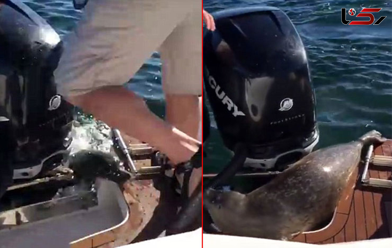 فیلم شگفت انگیز از فرار فک خوش شانس از دست نهنگ های قاتل+ تصاویر