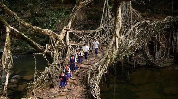 پل زنده هیجان انگیزترین جاذبه گردشگری در هند