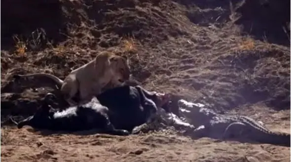 فیلم/ نبرد تماشایی تمساح و شیر برای تصاحب لاشه بوفالو 