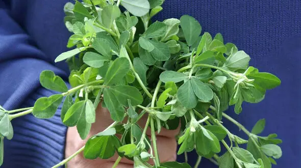 خواص درمانی شنبلیله / اینفوگرافیک