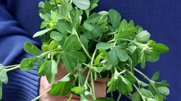 خواص درمانی شنبلیله / اینفوگرافیک